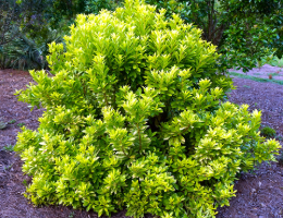 Anise Florida Sunshine.jpg thumbnail